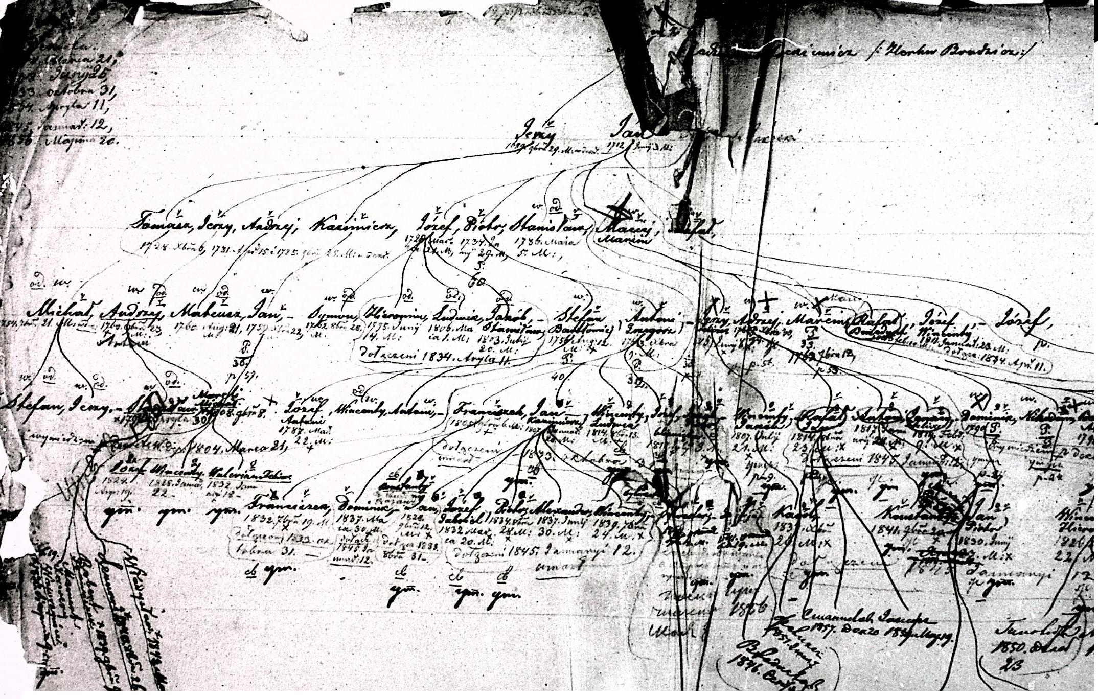 Frackiewicz Radzimina pedigree overview.jpg